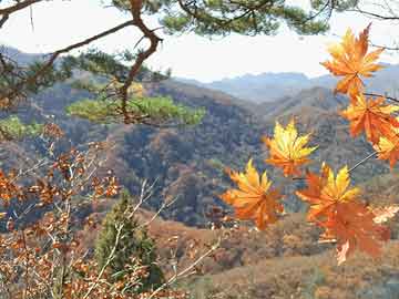 探索新粤彩100，广东彩票市场的创新与魅力